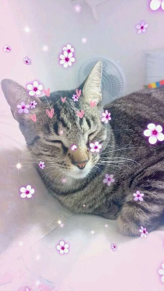 Gato raça Vira Lata idade 2 anos nome Nico