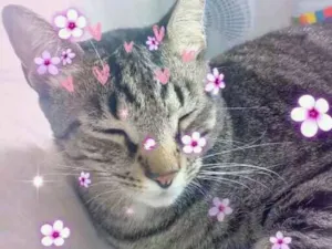 Gato raça Vira Lata idade 2 anos nome Nico
