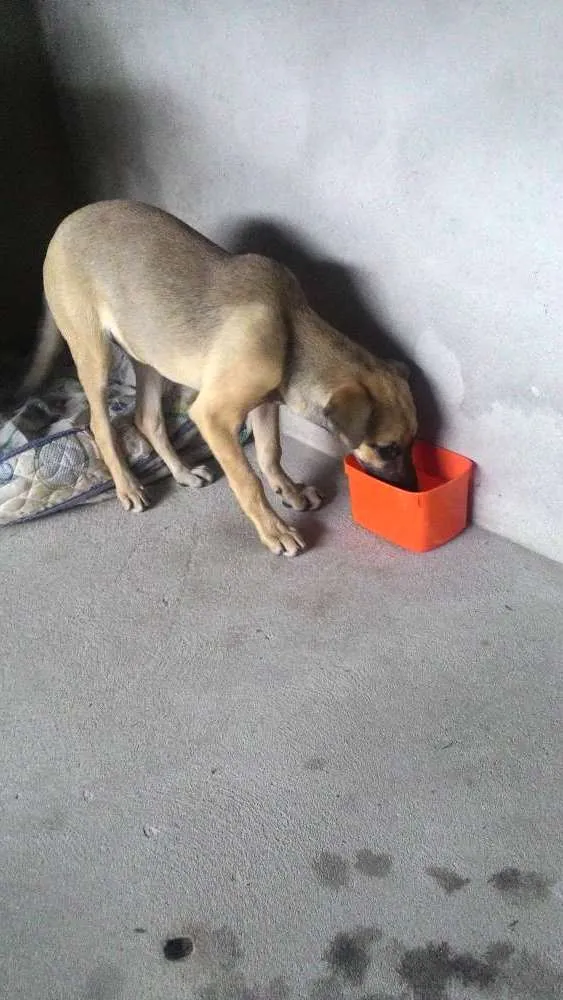 Cachorro ra a Indefenida idade 2 a 6 meses nome Dara