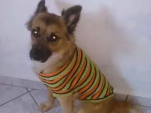 Cachorro raça Vira-lata idade  nome Mel