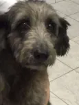 TECA