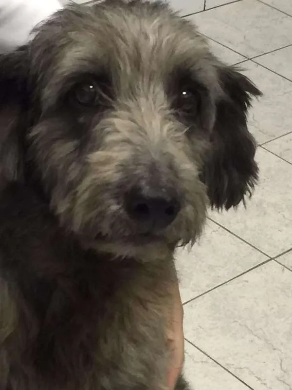 Cachorro ra a SRD idade 6 ou mais anos nome TECA