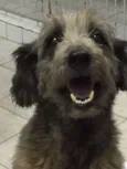 TECA