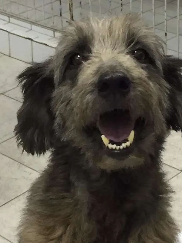 Cachorro ra a SRD idade 6 ou mais anos nome TECA