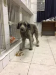 TECA