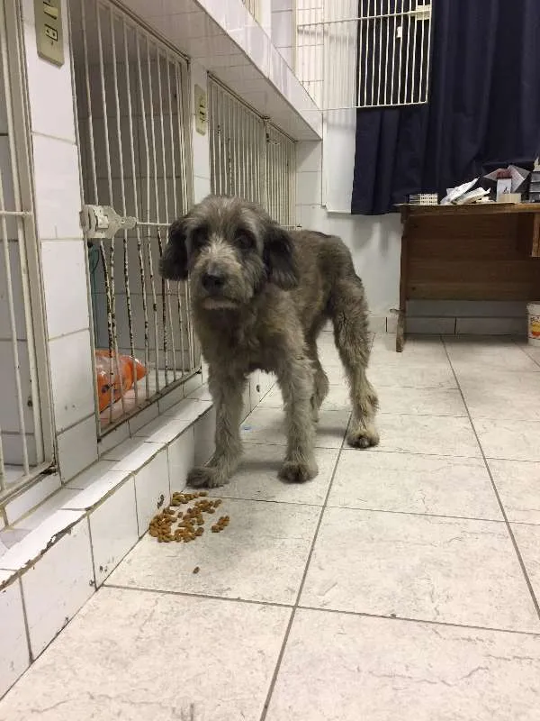 Cachorro ra a SRD idade 6 ou mais anos nome TECA