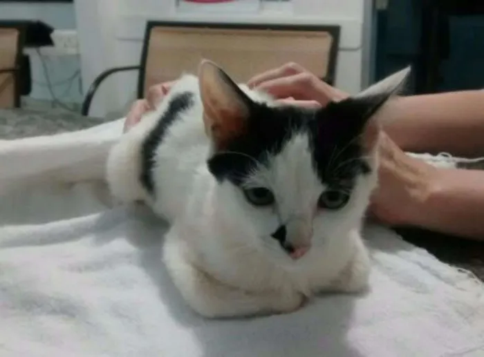 Gato ra a srd idade 2 a 6 meses nome penélope