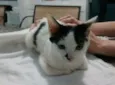 penélope