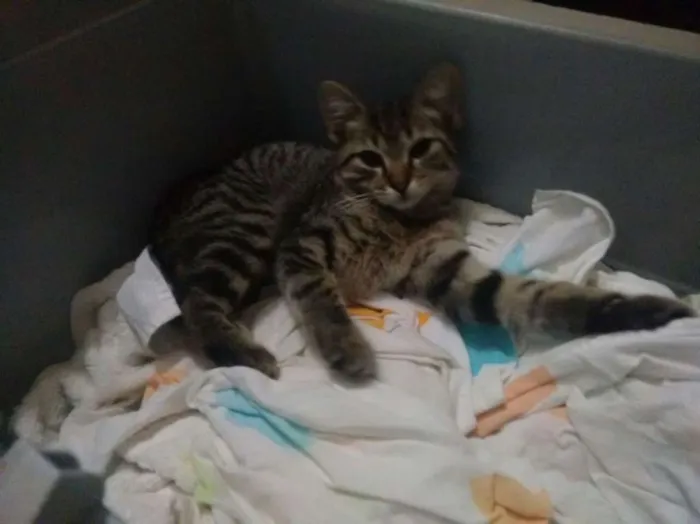 Gato ra a Siamês idade 2 a 6 meses nome Nao indentificado