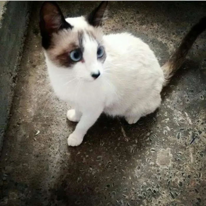 Gato ra a Siamês idade 2 a 6 meses nome Nao indentificado