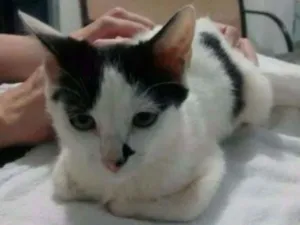 Gato raça srd idade 2 a 6 meses nome penélope