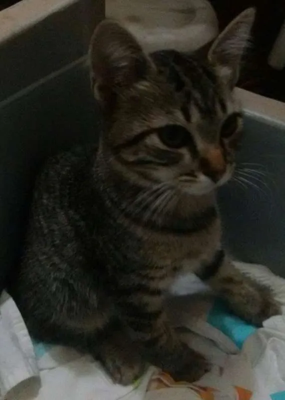 Gato ra a Siamês idade 2 a 6 meses nome Nao indentificado