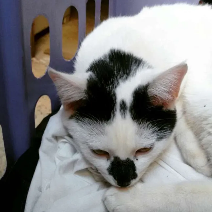 Gato ra a Siamês idade 2 a 6 meses nome Nao indentificado