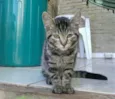fofucho