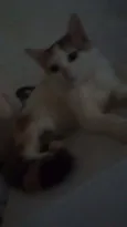 Formiga