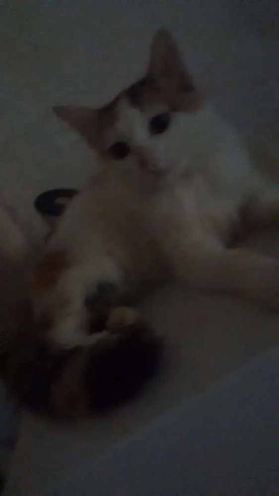 Gato ra a Não sei dizer idade 2 a 6 meses nome Formiga