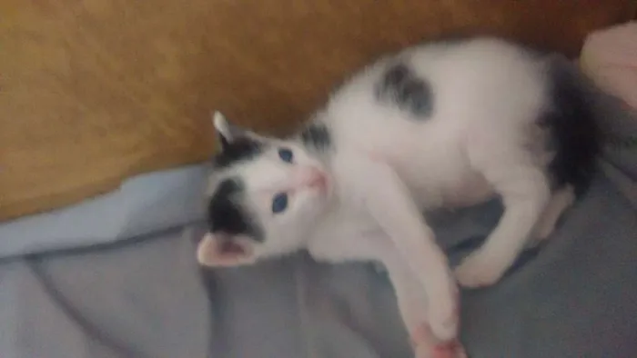 Gato ra a Vira lata idade 2 a 6 meses nome Nina