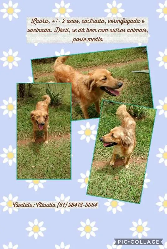 Cachorro ra a SRD idade 2 anos nome Laura