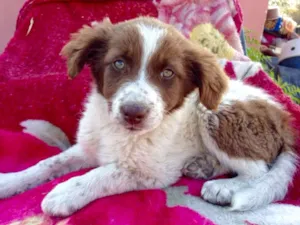 Cachorro raça SRD idade 2 a 6 meses nome LARA
