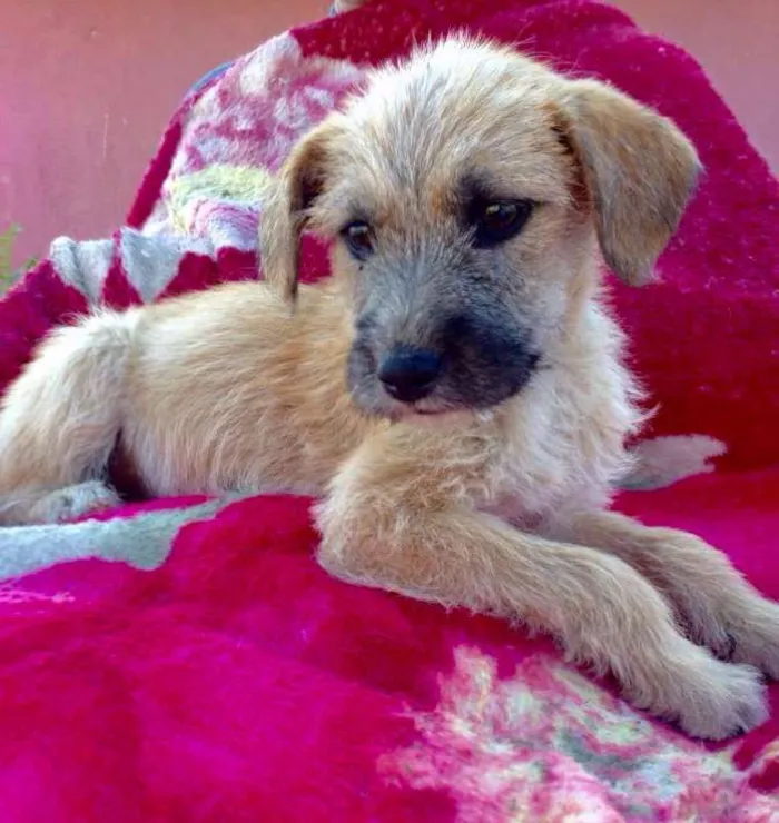 Cachorro ra a srd idade 2 a 6 meses nome LILLI