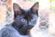 MIAU