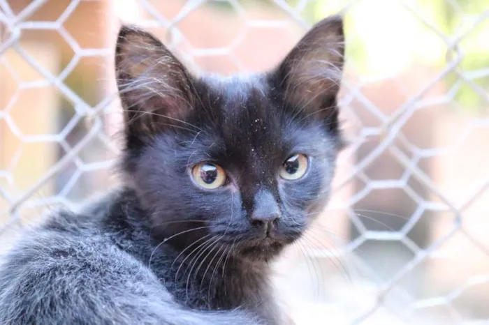 Gato ra a srd idade Abaixo de 2 meses nome MIAU