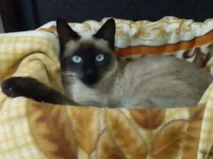 Gato raça Siamês  idade 1 ano nome Gandalf