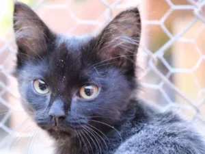 Gato raça srd idade Abaixo de 2 meses nome MIAU