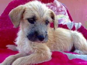 Cachorro raça srd idade 2 a 6 meses nome LILLI