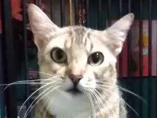 Gato ra a Vira lata idade 1 ano nome Josefina