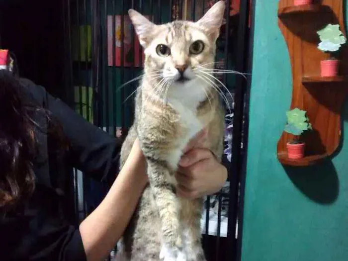 Gato ra a Vira lata idade 1 ano nome Josefina