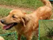 Cachorro ra a SRD idade 2 anos nome Laura