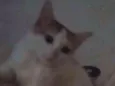 Formiga
