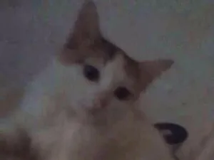 Gato raça Não sei dizer idade 2 a 6 meses nome Formiga