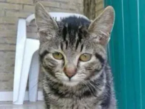 Gato raça srd idade 2 a 6 meses nome fofucho