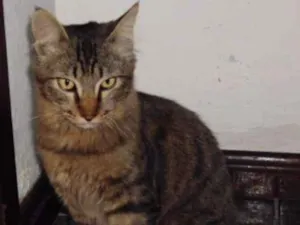 Gato raça Sem Raça idade 1 ano nome Fred