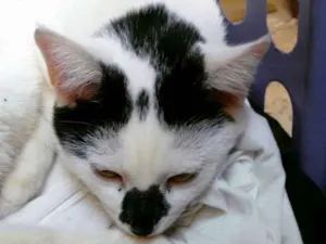 Gato raça Siamês idade 2 a 6 meses nome Nao indentificado