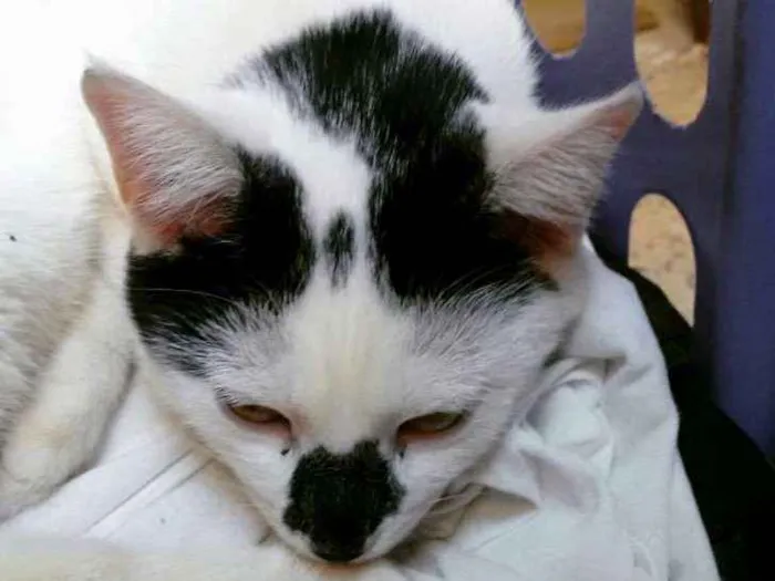 Gato ra a Siamês idade 2 a 6 meses nome Nao indentificado