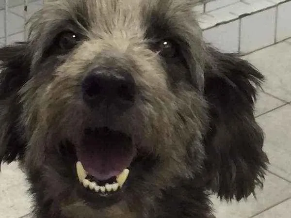 Cachorro ra a SRD idade 6 ou mais anos nome TECA