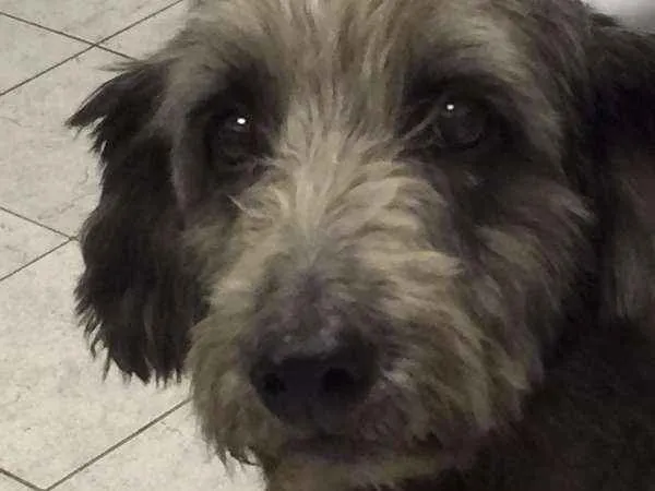 Cachorro ra a SRD idade 6 ou mais anos nome TECA