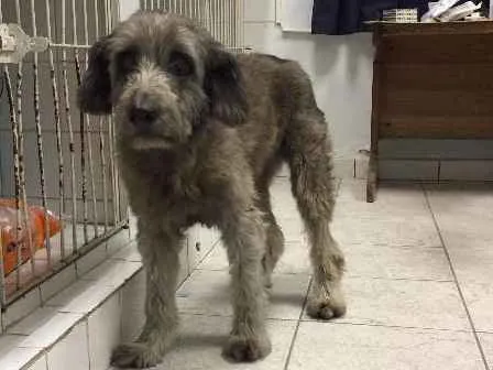 Cachorro ra a SRD idade 6 ou mais anos nome TECA