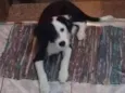 Logan