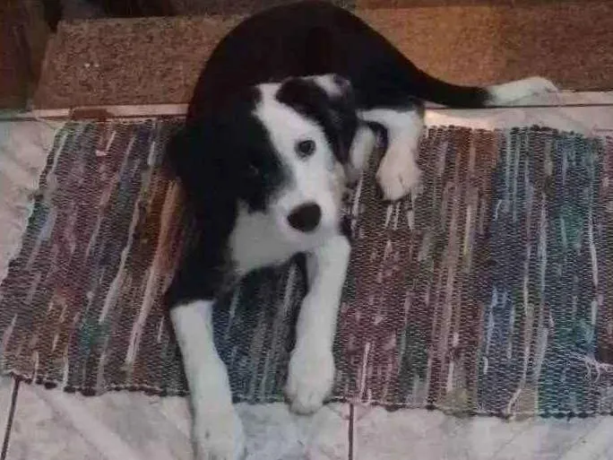 Cachorro raça Mestiço idade 2 a 6 meses nome Logan
