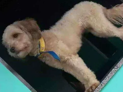 Cachorro raça Pundo idade 1 ano nome Maya