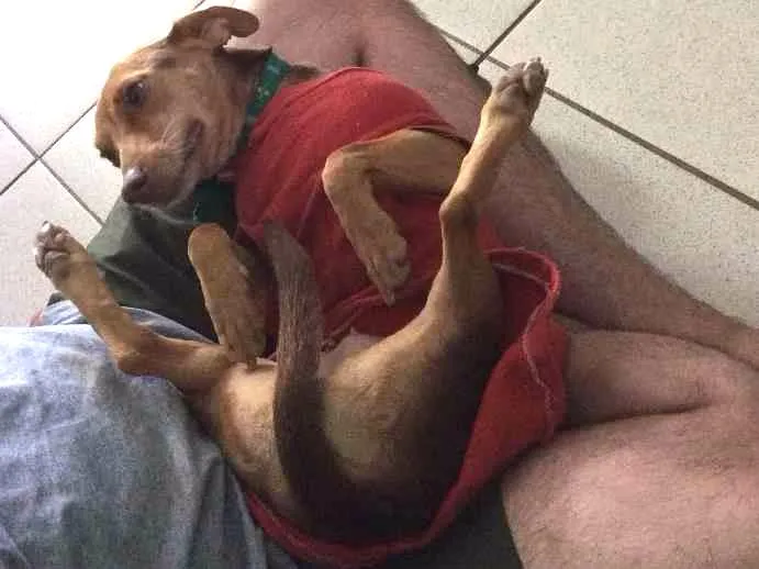 Cachorro ra a SRD idade 6 ou mais anos nome Tuca