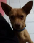 Cachorro raça Rnd idade 1 ano nome Fred