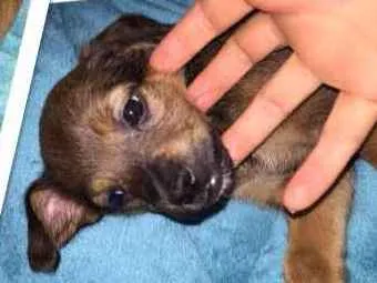 Cachorro ra a SRD idade Abaixo de 2 meses nome Sem nome 