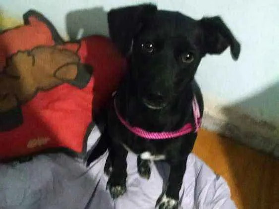 Cachorro ra a SRD idade 1 ano nome Luna