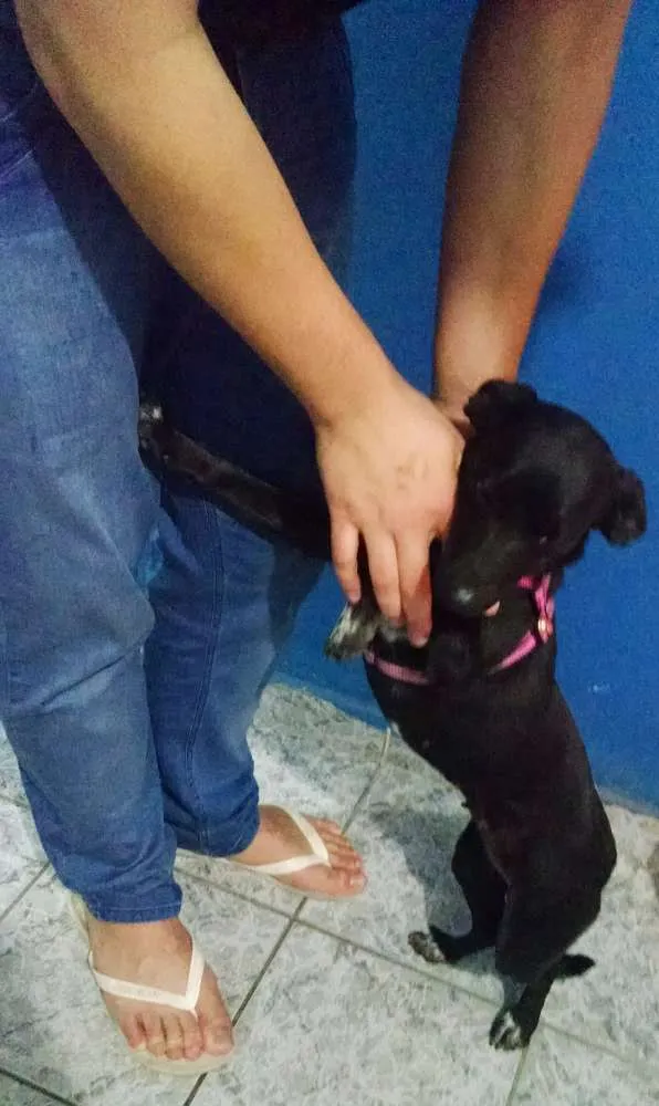 Cachorro ra a SRD idade 1 ano nome Luna