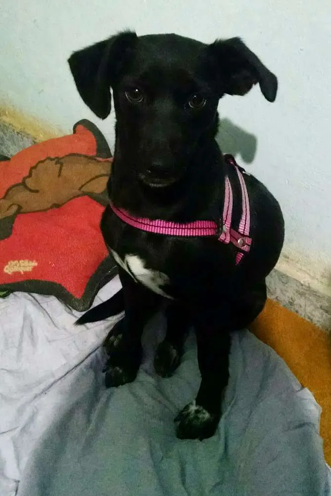 Cachorro ra a SRD idade 1 ano nome Luna